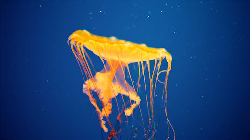 海贼王3d游戏招募选哪个好